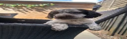 Cocker Spaniel dogs for sale: 2 beautiful cocker spaniel puppy’s  - Advert 10