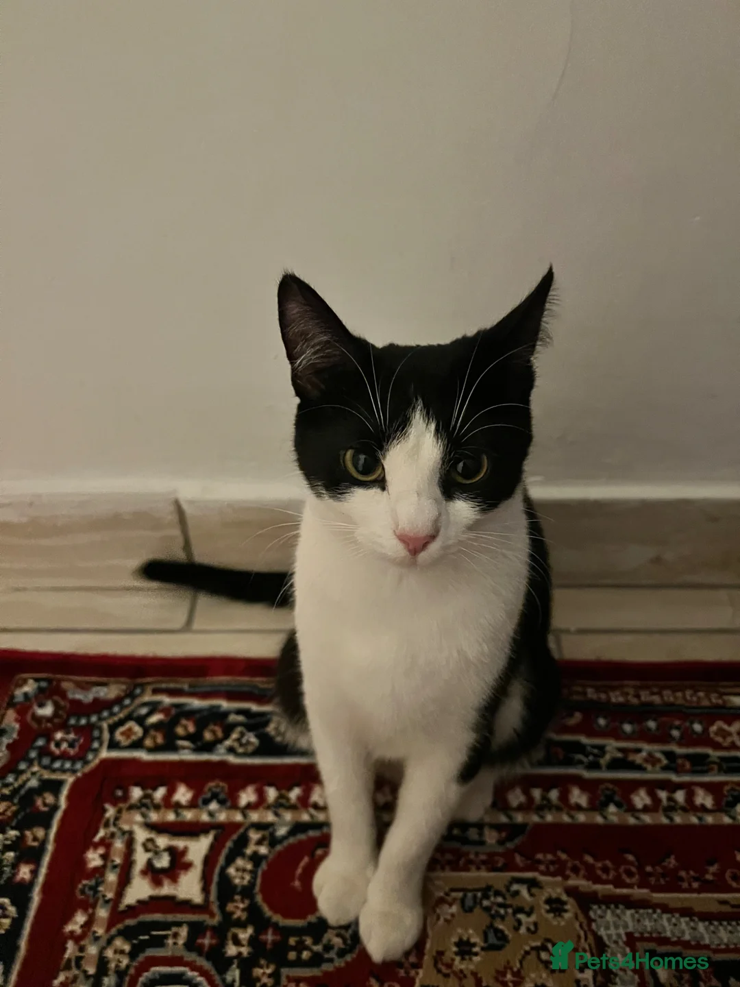 Mixed Breed cats for sale: Lovey mixed breed cat - Advert 1