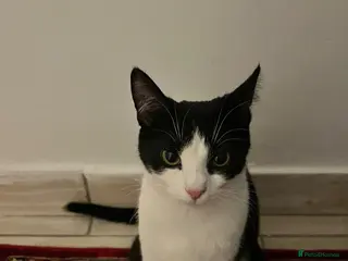 Mixed Breed cats Lovey mixed breed cat - Advert 1