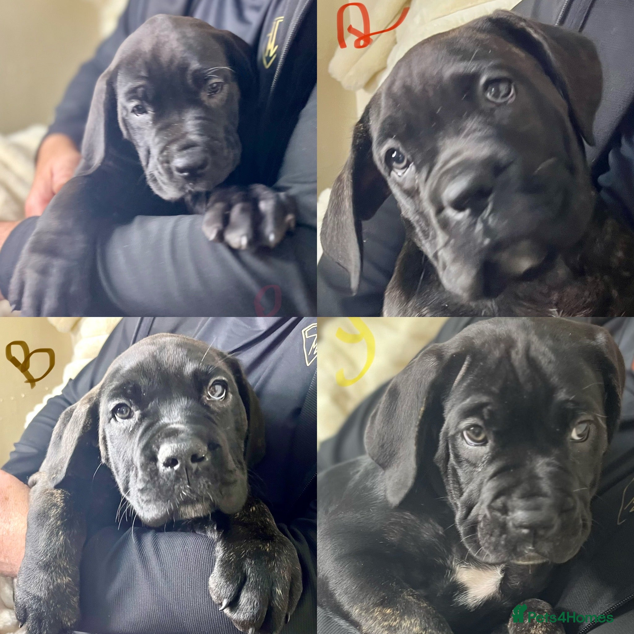 Cane Corso dogs Cane Corso Puppies Full pedigree  - Advert 4