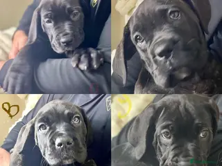 Cane Corso dogs Cane Corso Puppies Full pedigree - Advert 4