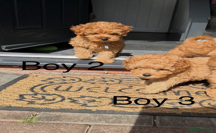 Cavapoo dogs - Advert 5