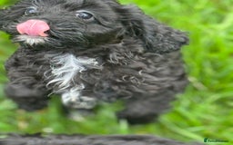 Cavapoo dogs for sale: Cavapoo F1 pups health tested parents  - Image 14