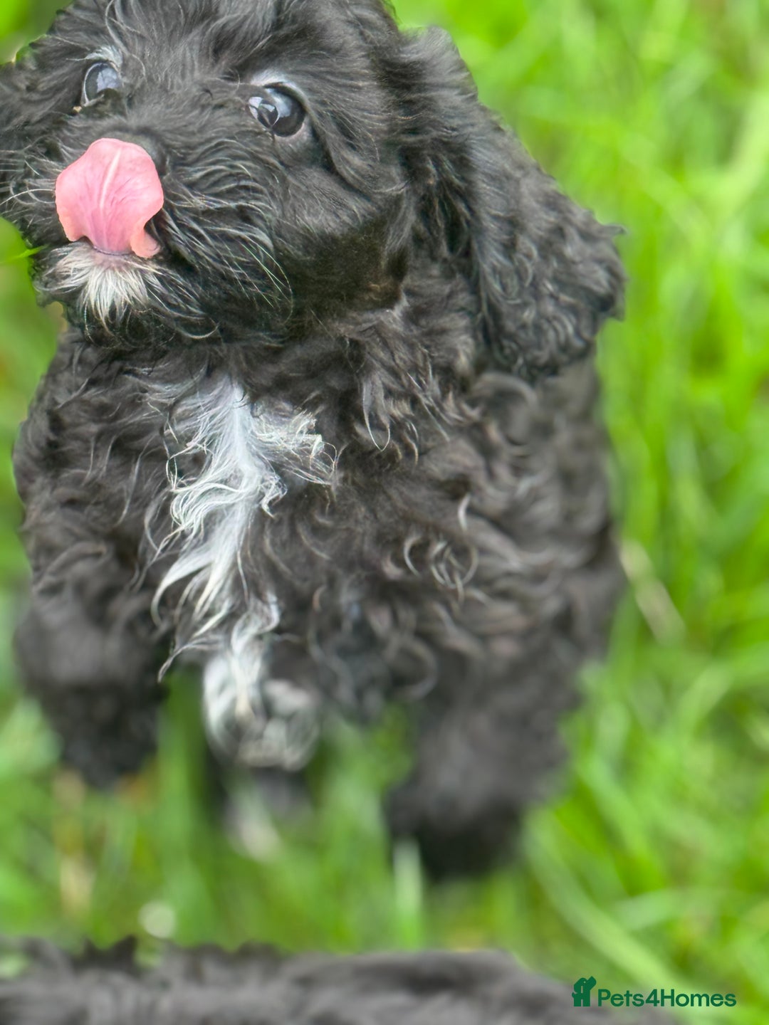 Cavapoo dogs for sale: Cavapoo F1 pups health tested parents  - Image 14