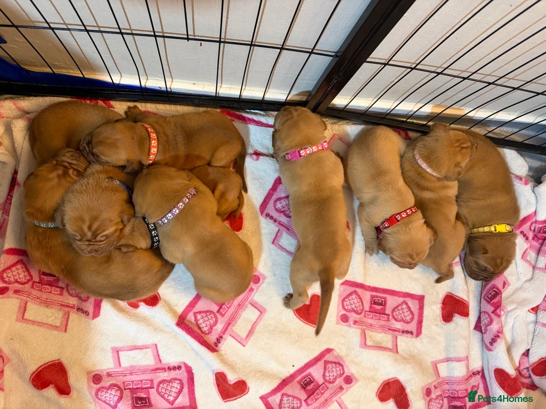 Dogue De Bordeaux dogs for sale: Beautiful Dogue De Bordeaux Puppies - Advert 2