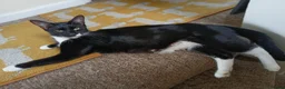 Mixed Breed cats for sale: Two adorable male kittens, dad Maine Coon - Advert 3