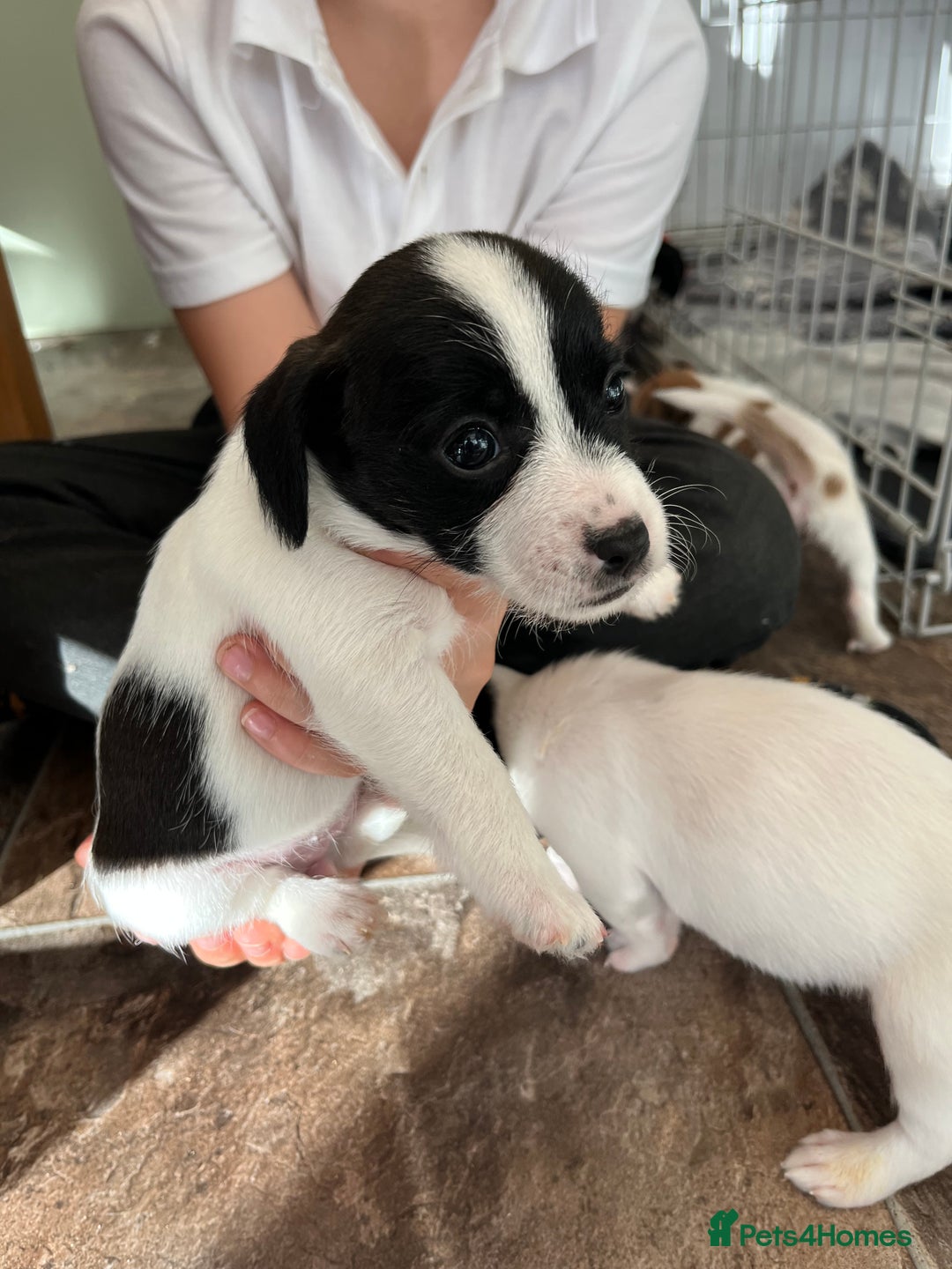 Jack Russell dogs for sale: Stunning little boys and girls - Image 32