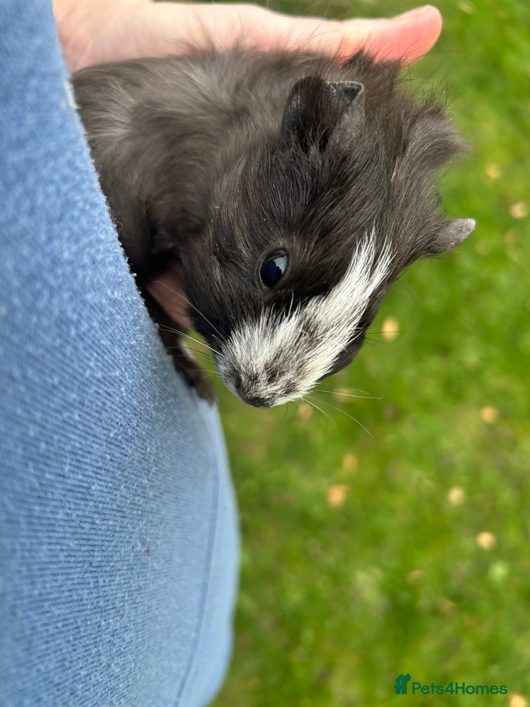 Guinea Pig rodents for sale: 6 baby boy guinea pigs available - Image 3