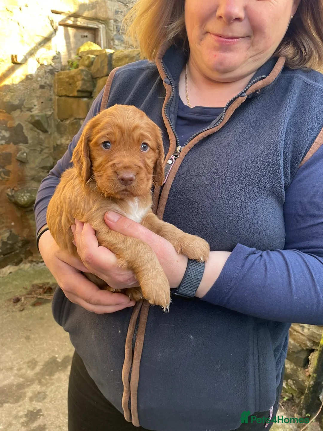 Cocker Spaniel dogs for sale: Working cocker spaniel puppies - Advert 12