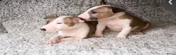 Bull Terrier dogs for sale: Beautiful Quality KC English Bullterrier Puppies - Advert 5
