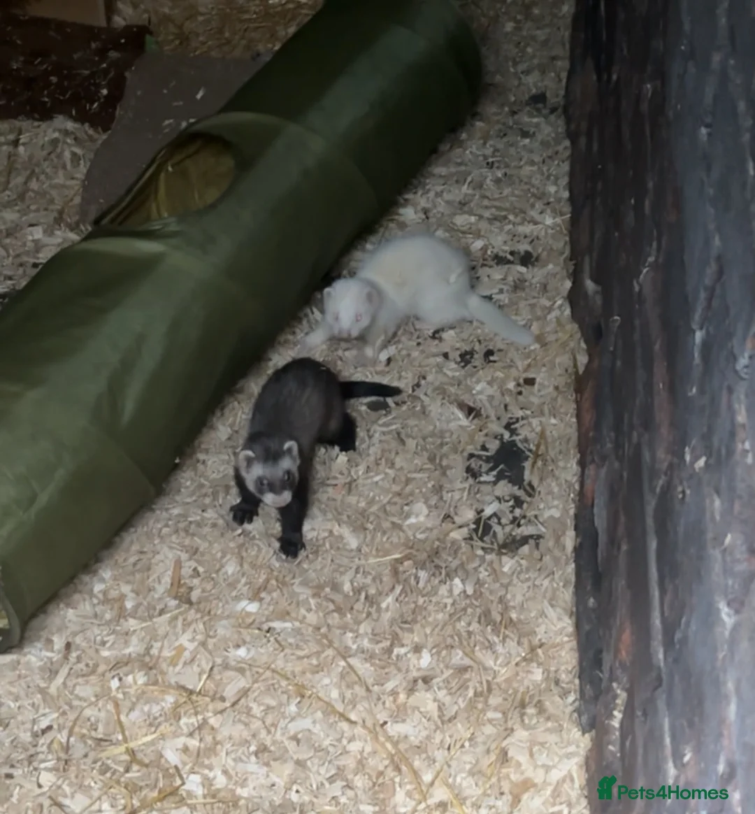 Ferret rodents for sale: 3 baby ferrets for sale - Advert 1