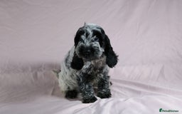 Cockapoo dogs for sale: Ready now beautiful litter F1B cockapoo puppies  in Leicester - Image 29