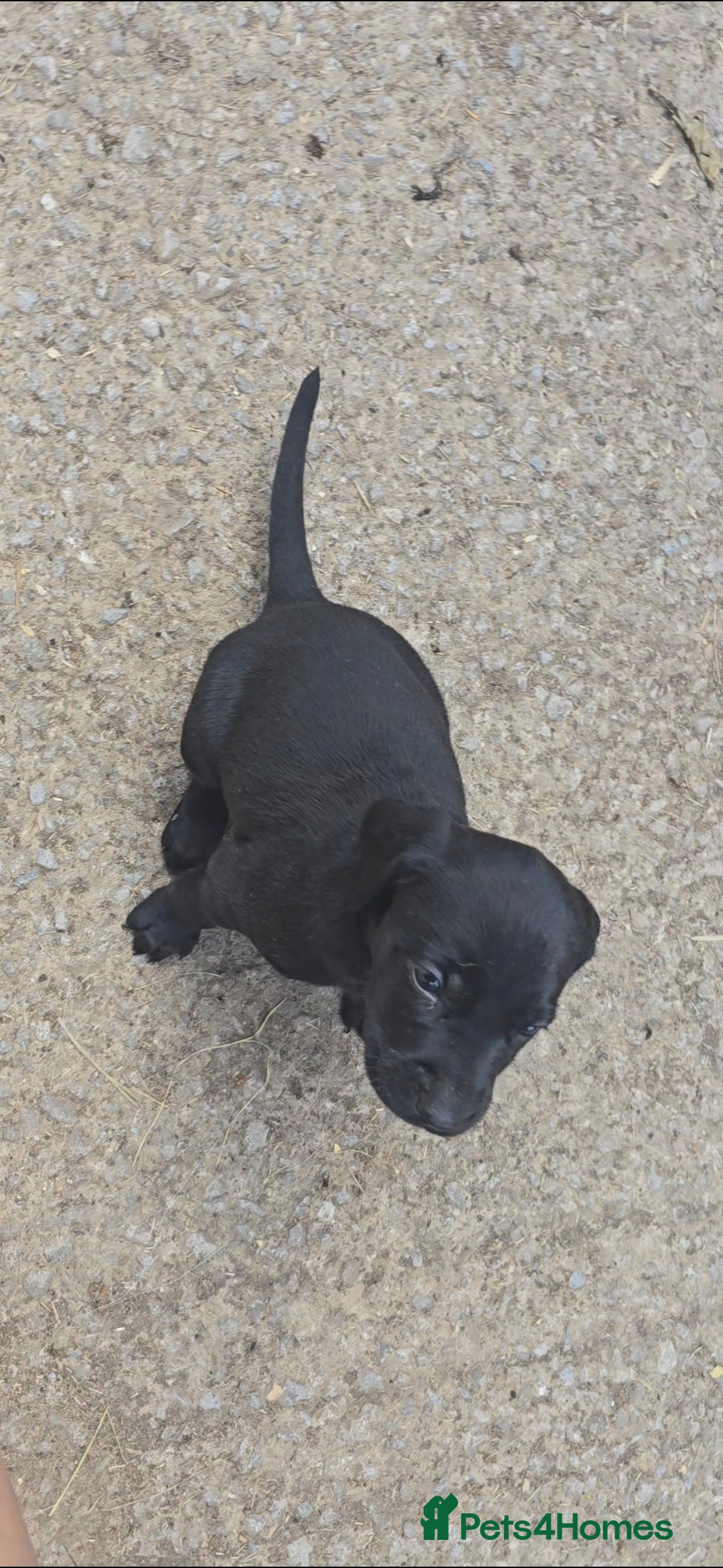 Mixed Breed dogs for sale: Exceptional Weimador pups  - Image 16