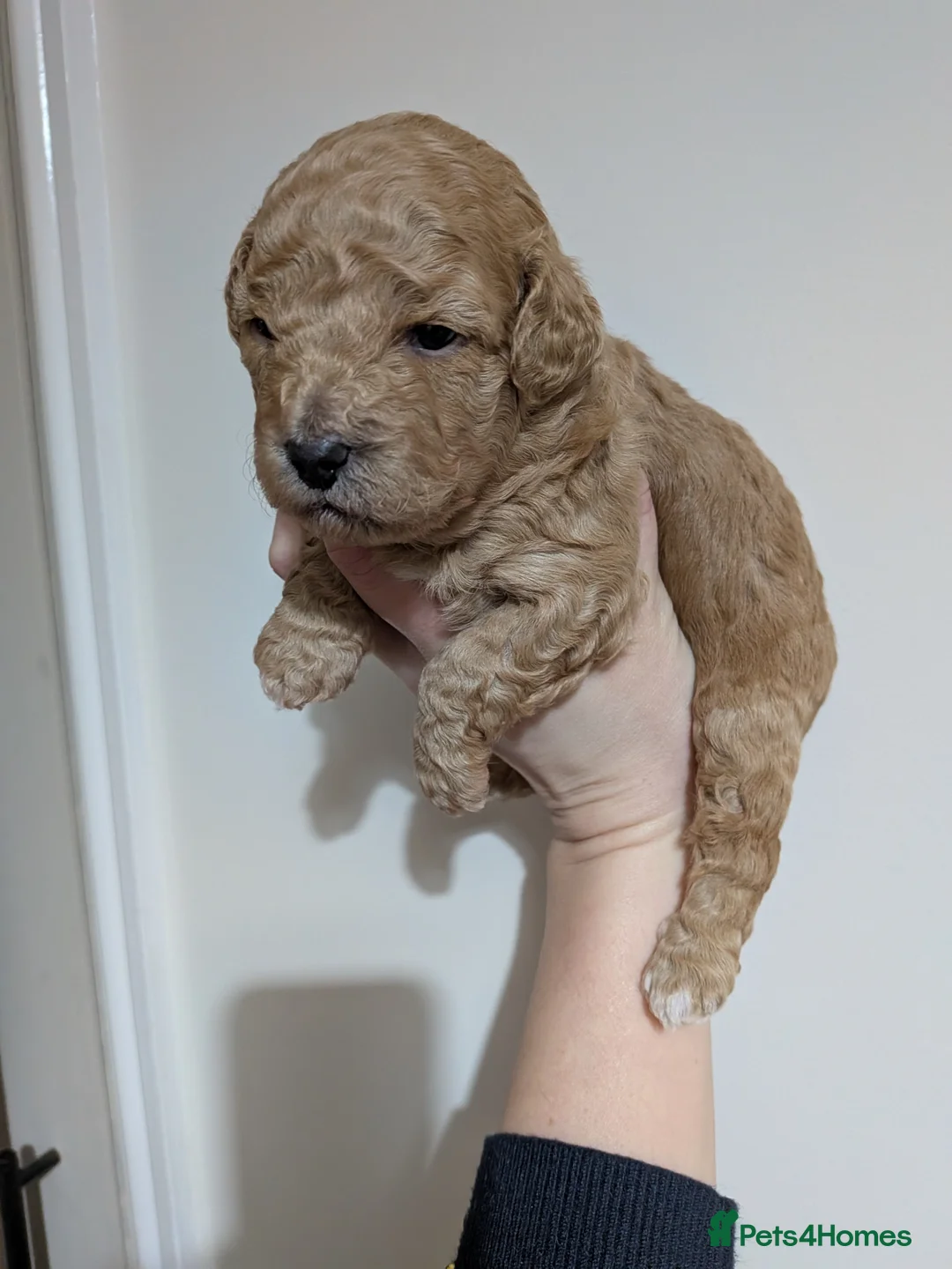 Lhasapoo dogs for sale: 4 gorgeous male lhasapoo puppies  - Advert 2