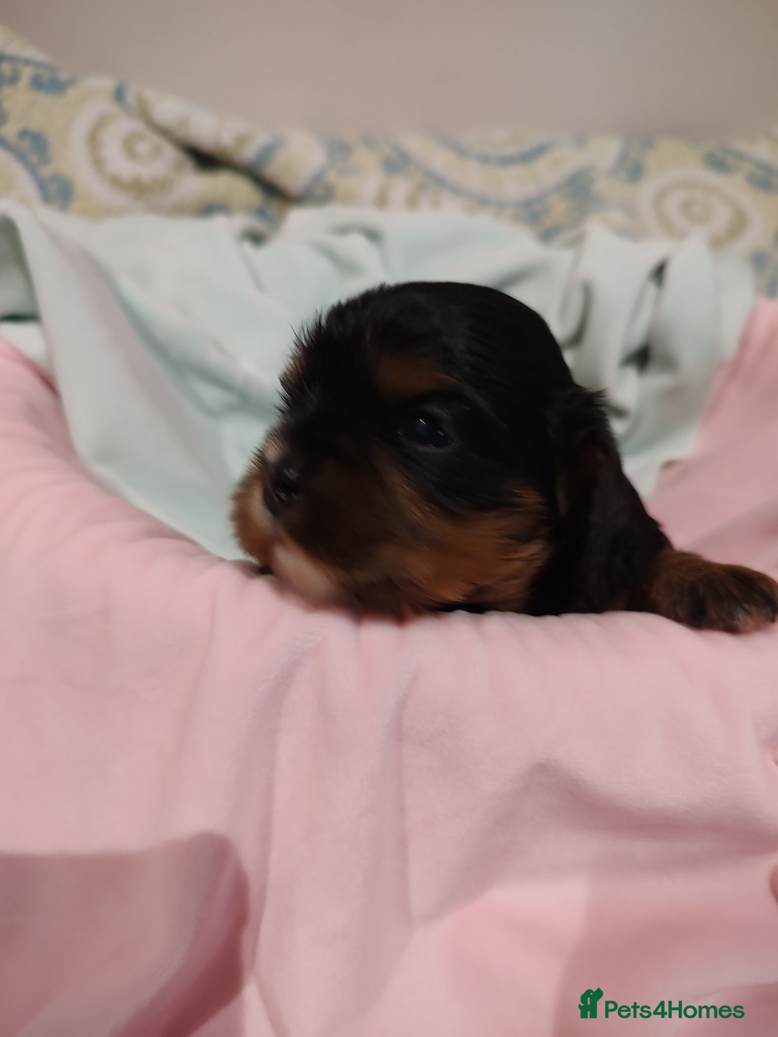 Cavalier King Charles Spaniel dogs Exquisite Cavalier King Charles Spaniel Puppies - Advert 6