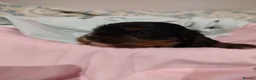 Cavalier King Charles Spaniel dogs for sale: Exquisite Cavalier King Charles Spaniel Puppies - Advert 1