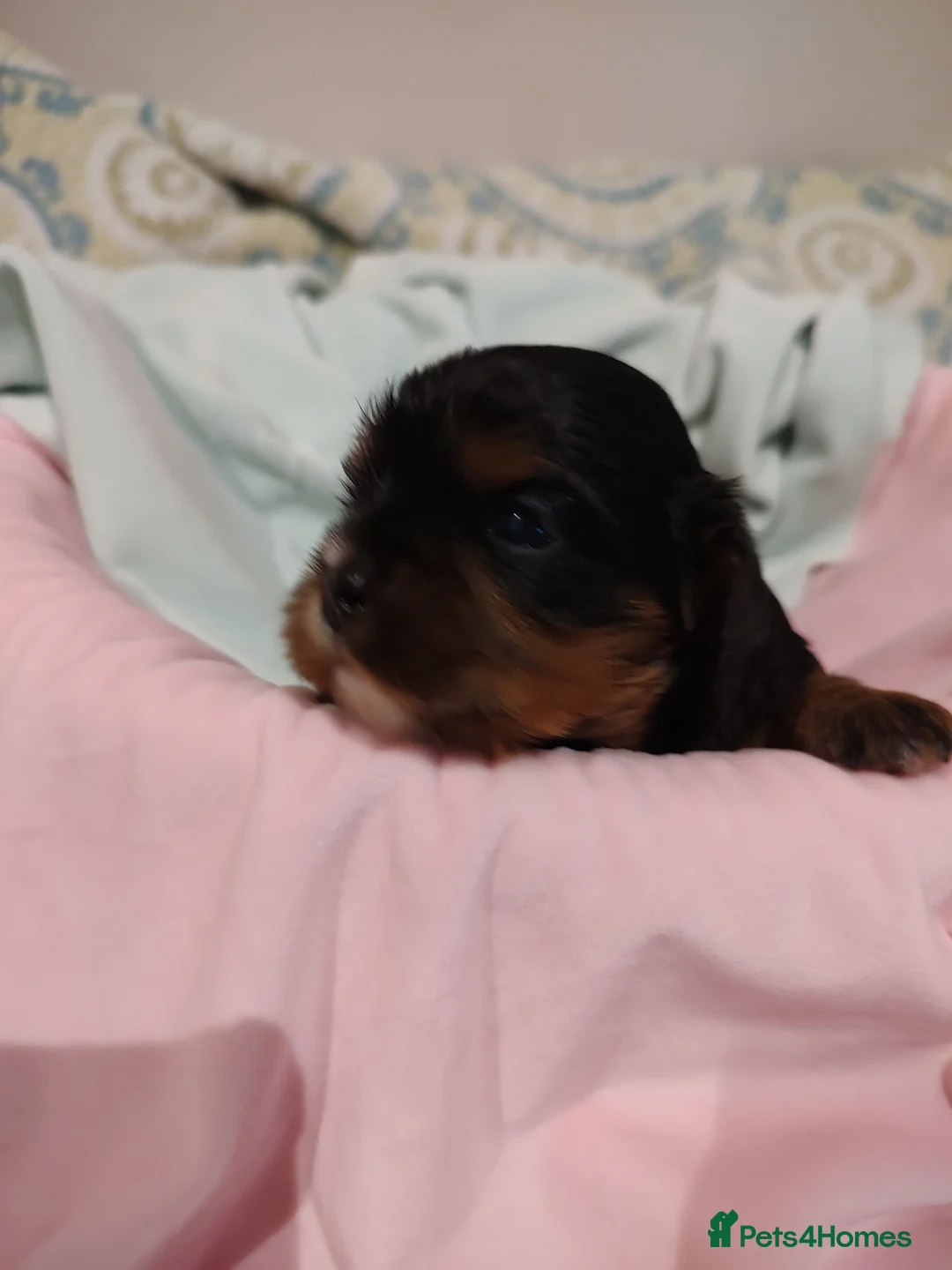 Cavalier King Charles Spaniel dogs for sale: Exquisite Cavalier King Charles Spaniel Puppies - Advert 1