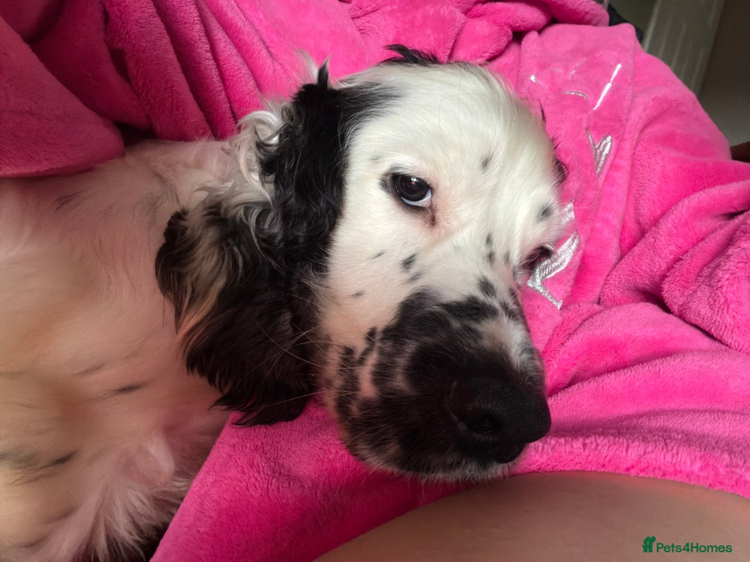 Cocker Spaniel dogs for sale: 2 blue roan cocker spaniels for sale   - Advert 2