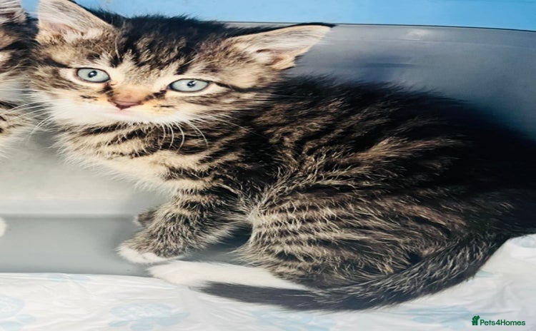 Mixed Breed cats - Advert 2
