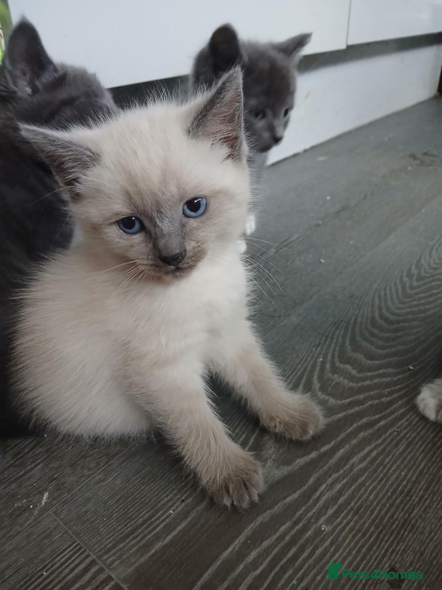 Mixed Breed cats Rag doll cross american bobtail cat kittens  - Advert 2