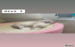 Ragdoll cats for sale: Four beautiful Ragdoll kittens available 🐾 - Image 12