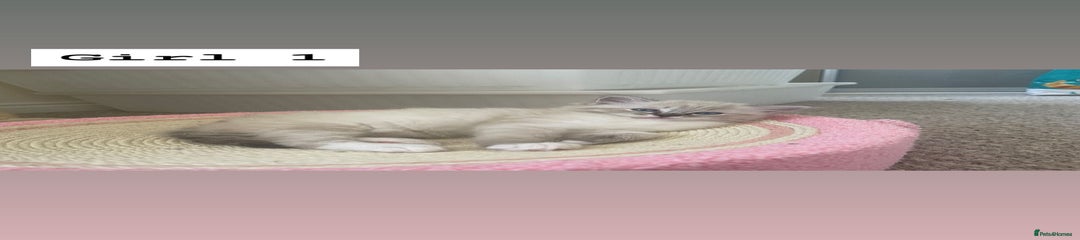 Ragdoll Kitten 3
