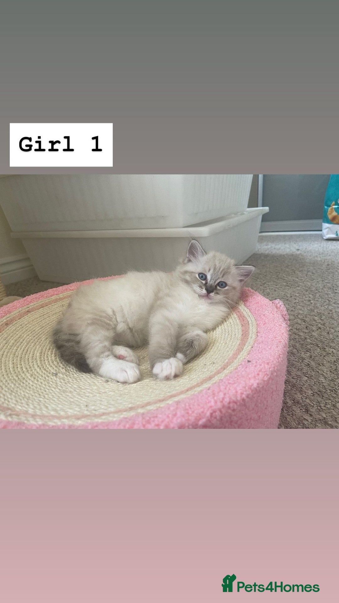 Ragdoll cats for sale: Four beautiful Ragdoll kittens available 🐾 - Image 12