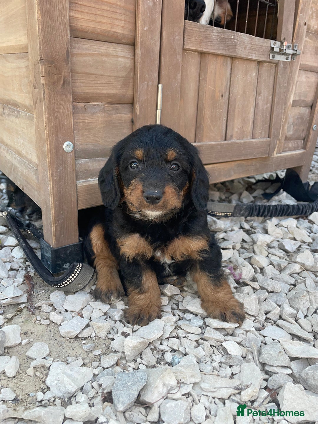 Doxiepoo dogs for sale: Doxiepoos - Image 5