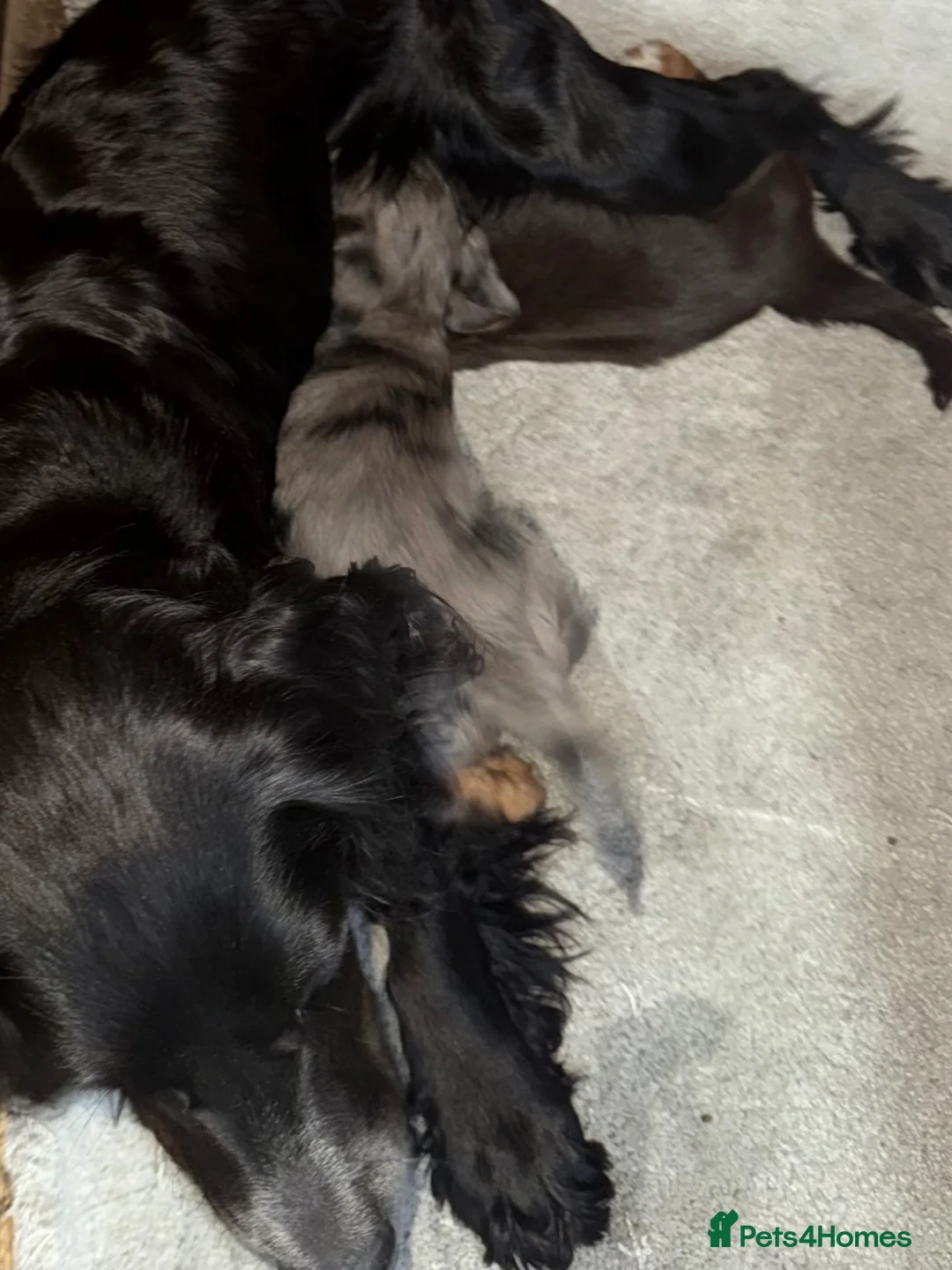 Cocker Spaniel dogs for sale: 2 working cocker spaniels  - Advert 14