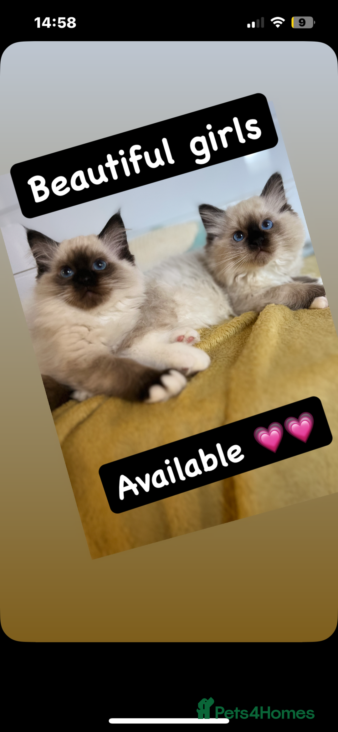 Ragdoll cats for sale: GCCF REGISTERED DNA TESTED PARENTS AND CLEAR  - Image 7