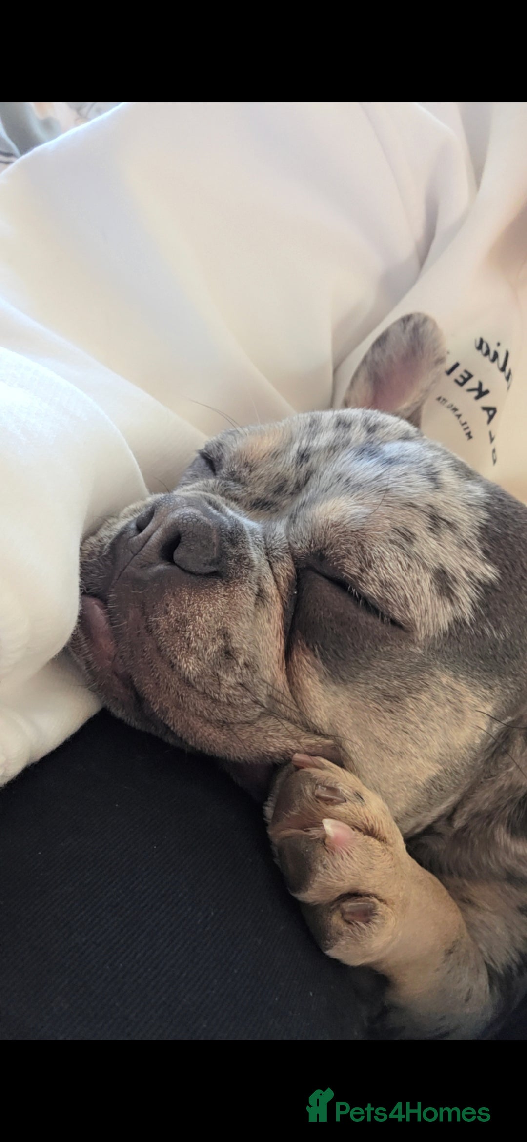 French Bulldog dogs for sale: Beautiful merle frenchie female  - Image 4