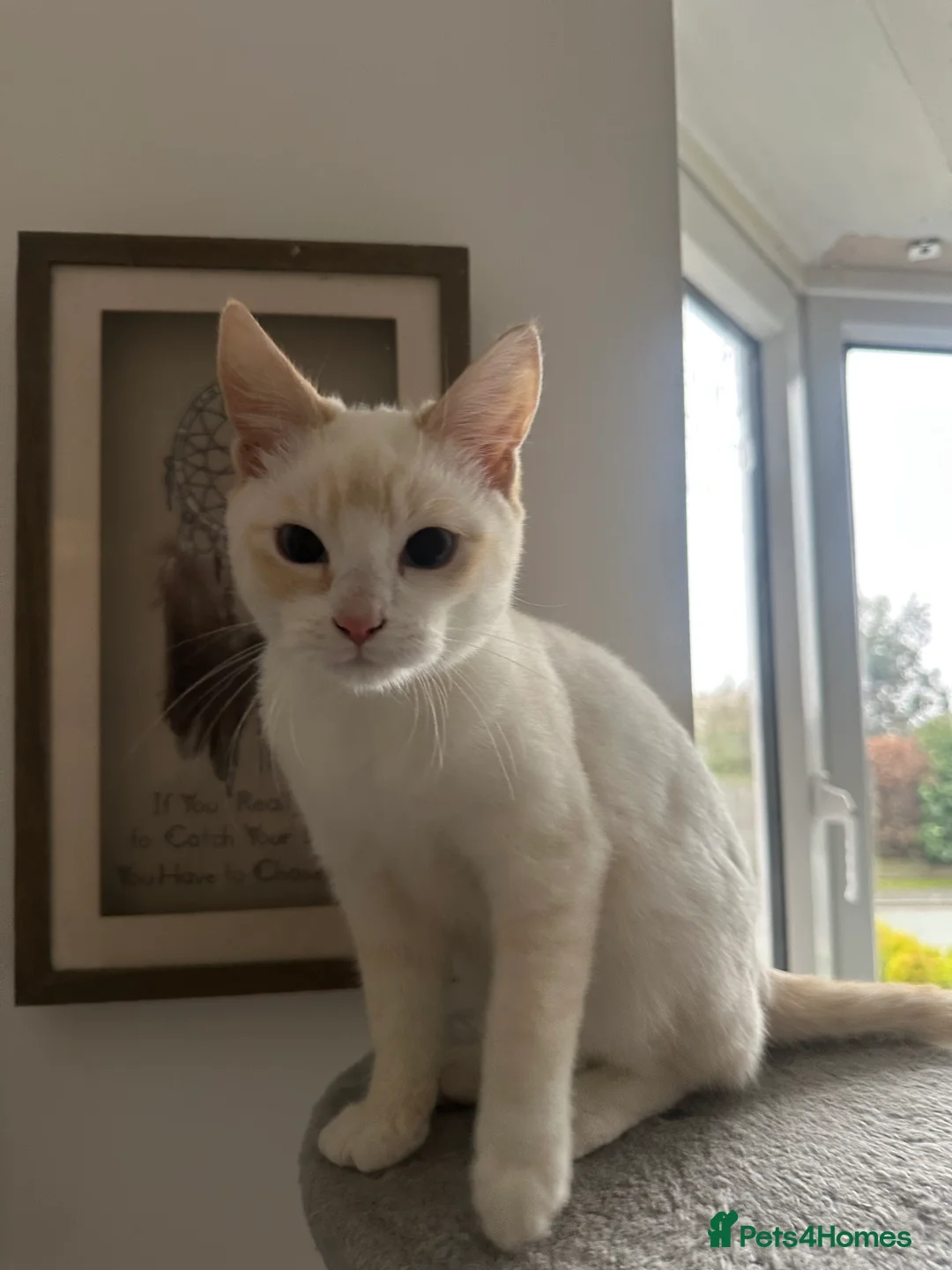 Mixed Breed cats for sale: 1 white boy, 2 white and orange girls - Advert 3