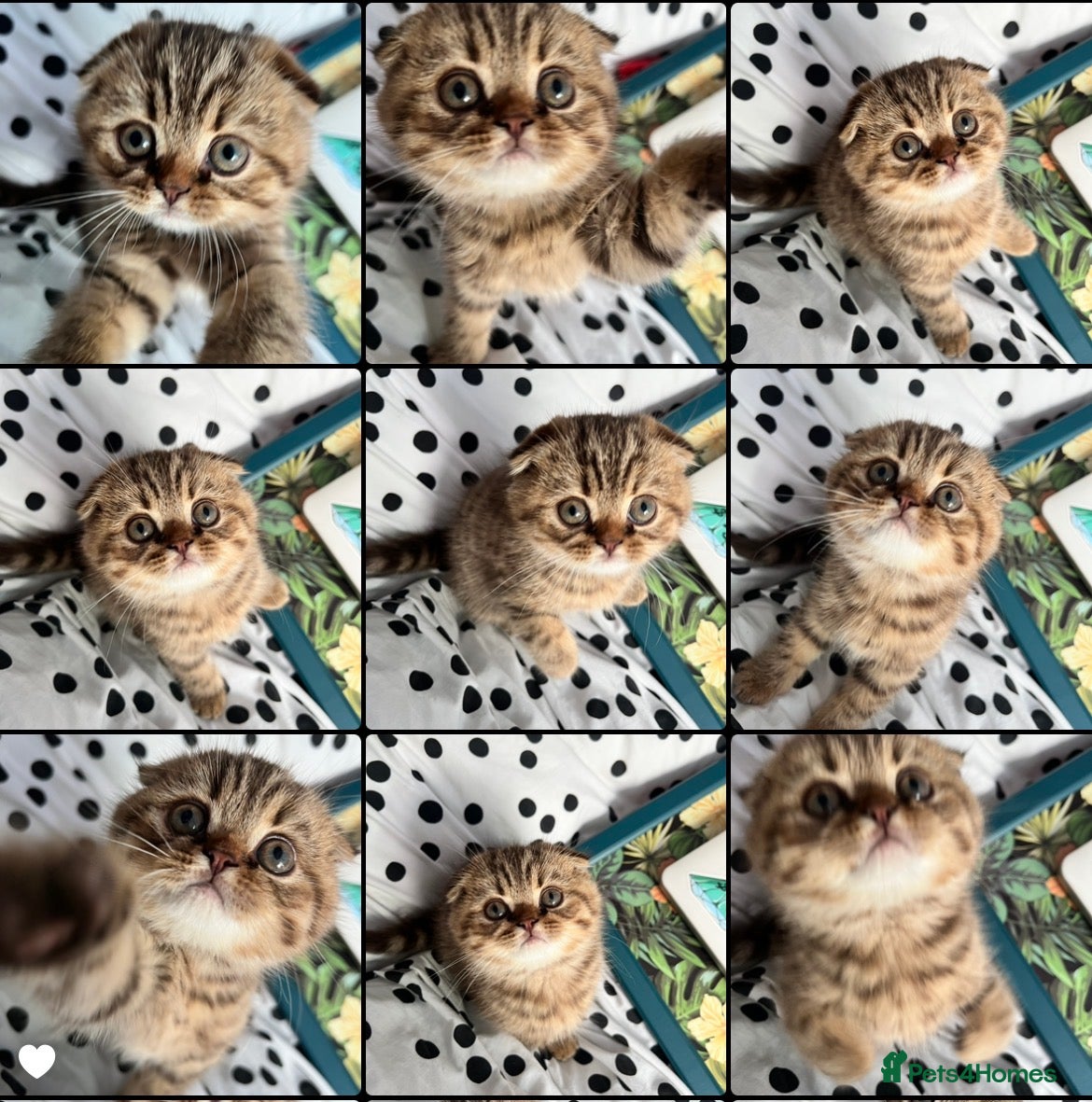 Scottish Fold cats LAST ONE Adorable Scottish Fold kittens 🐈‍⬛  - Advert 16