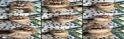 Scottish Fold cats for sale: Adorable Scottish Fold kittens 🐈‍⬛  - Advert 4