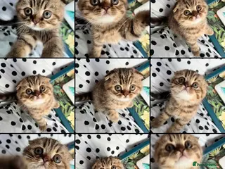 Scottish Fold cats LAST ONE Adorable Scottish Fold kittens 🐈⬛ - Advert 3