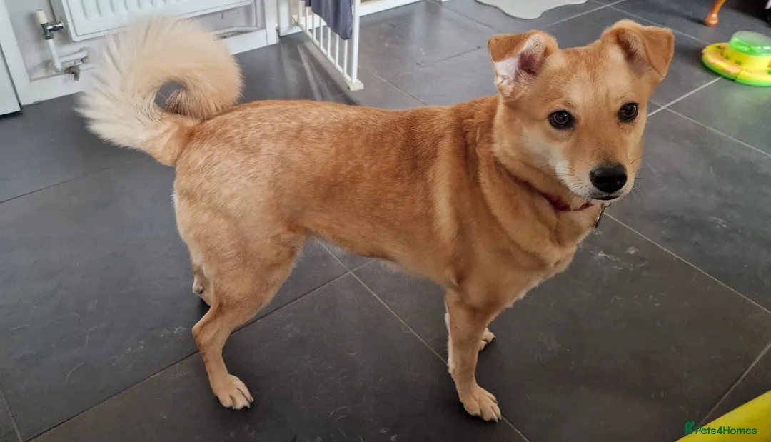 Mixed Breed dogs for adoption: Anne  in Aylesbury - Advert 5