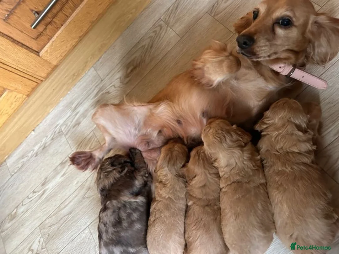 Cockapoo dogs for sale: Beautiful Litter of Cockapoo Puppies available in Southsea - Advert 2