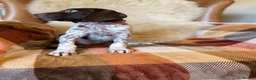 German Shorthaired Pointer dogs for sale: Kc female GSP - Advert 7