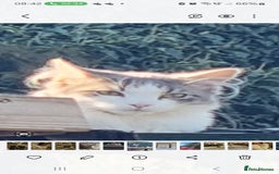 Maine Coon cats for sale: Main coon/ British short hair mix - Image 13