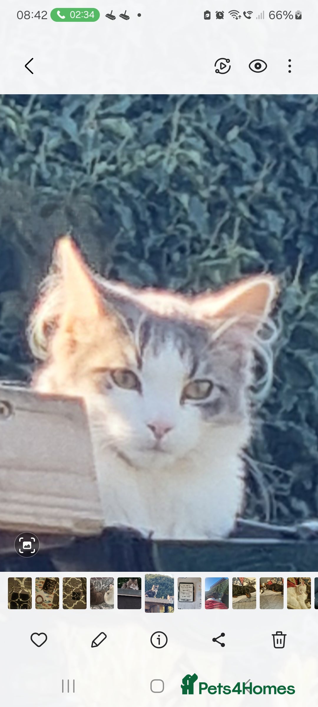 Maine Coon cats for sale: Main coon/ British short hair mix - Image 13