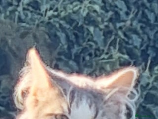 Maine Coon cats - Advert 30