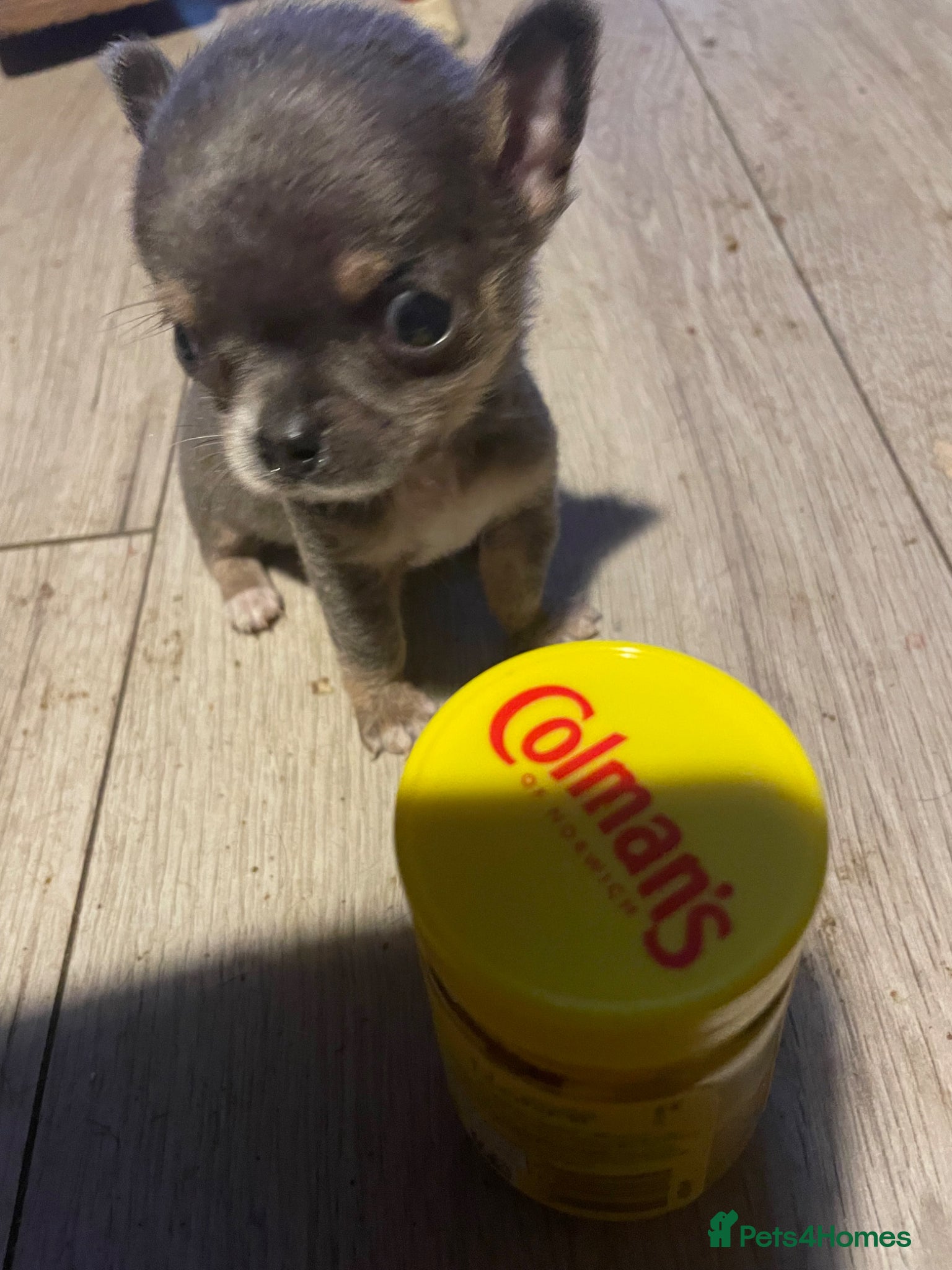 Chihuahua dogs Delighted to offer 2 chihuahuas boys  - Advert 4