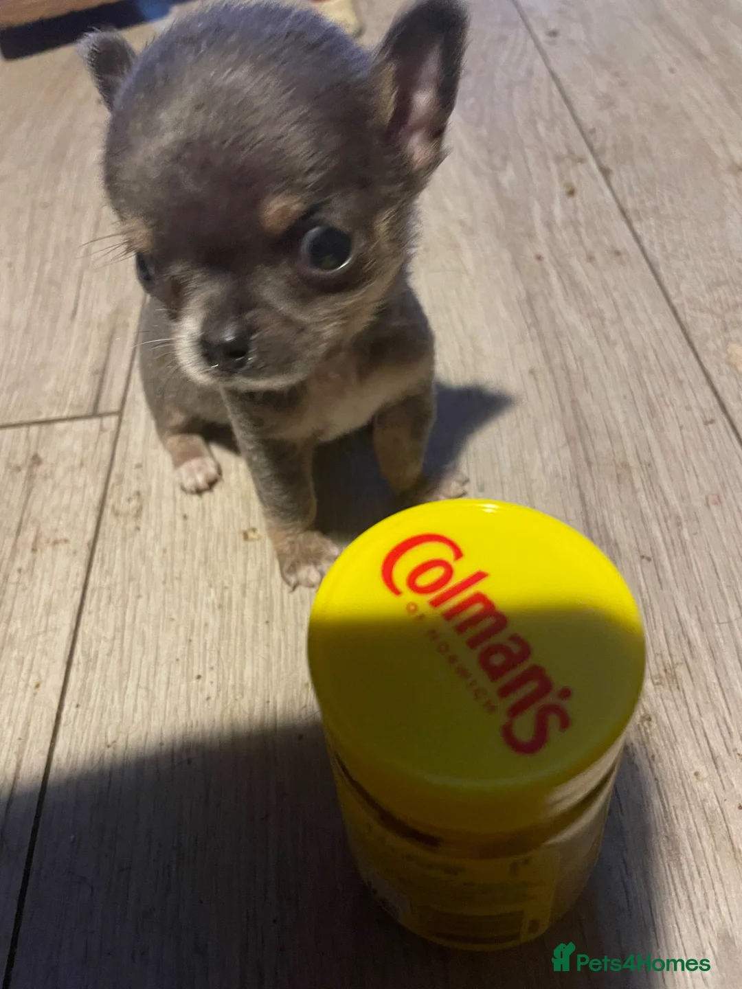 Chihuahua dogs for sale: super smart and small boys are still available  - Advert 1