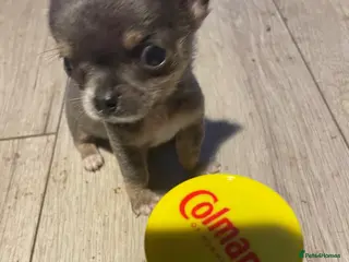 Chihuahua dogs Delighted to offer 2 chihuahuas boys - Advert 4