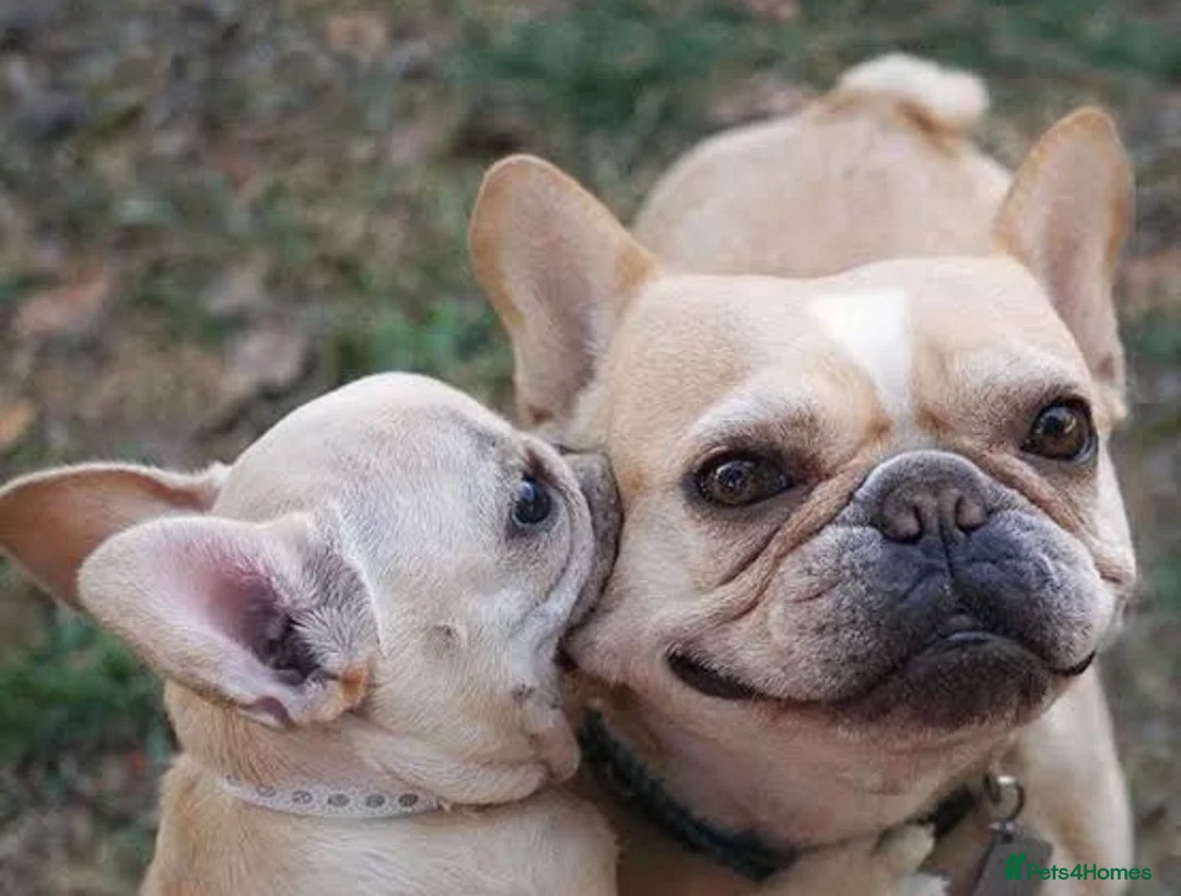 French Bulldog dogs for sale: French Bulldog Puppy - Advert 8