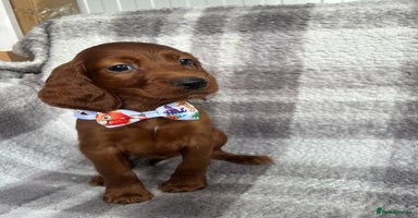Irish Setter dogs - Advert 5