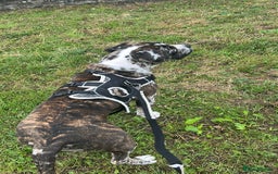 Cane Corso dogs for sale: Cane corso - Image 7
