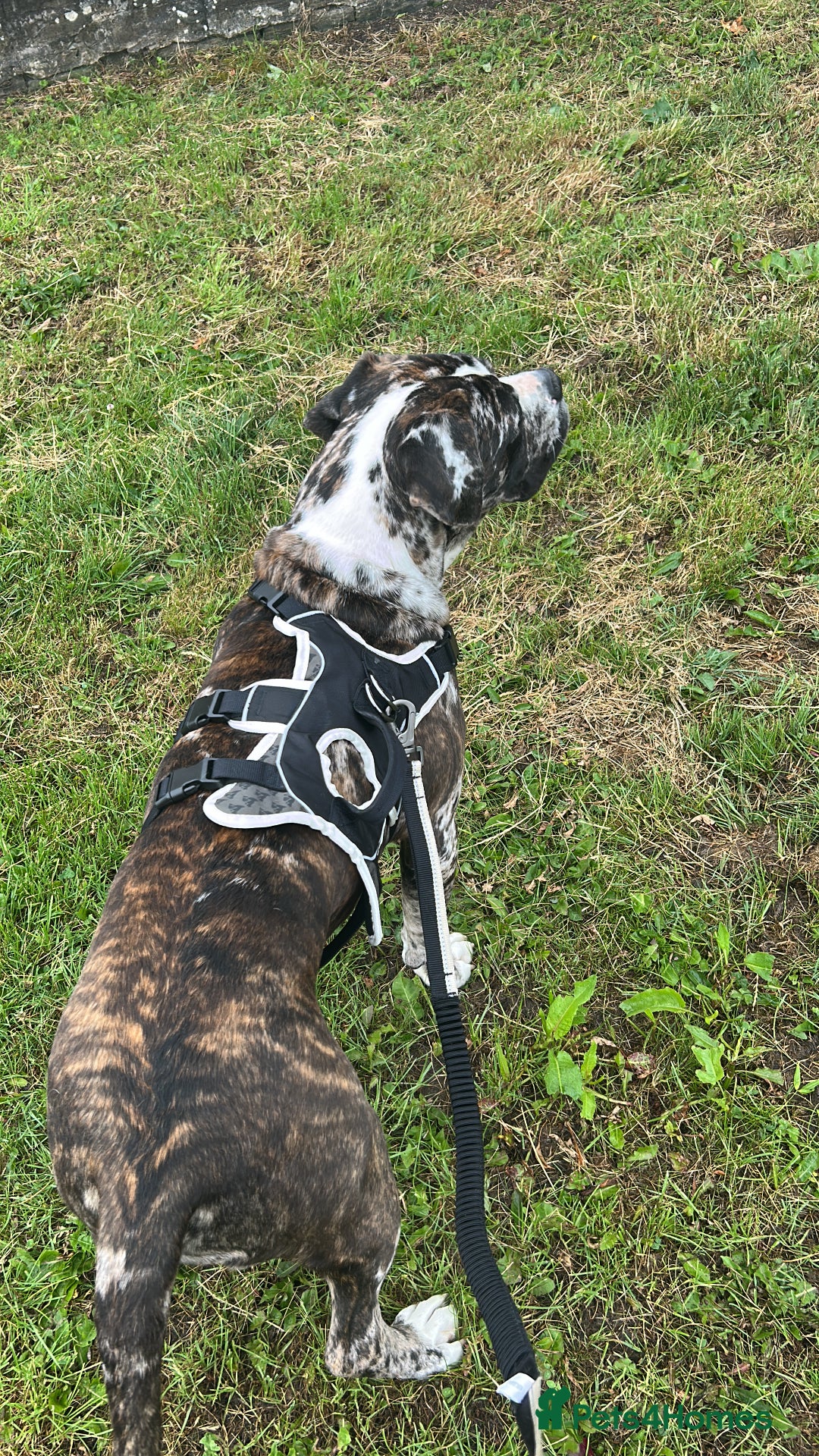 Cane Corso dogs for sale: Cane corso - Image 7