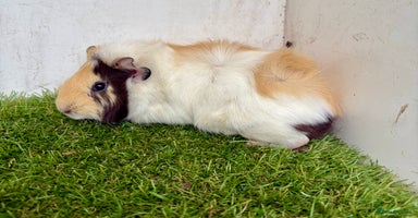 Guinea Pig rodents - Advert 3
