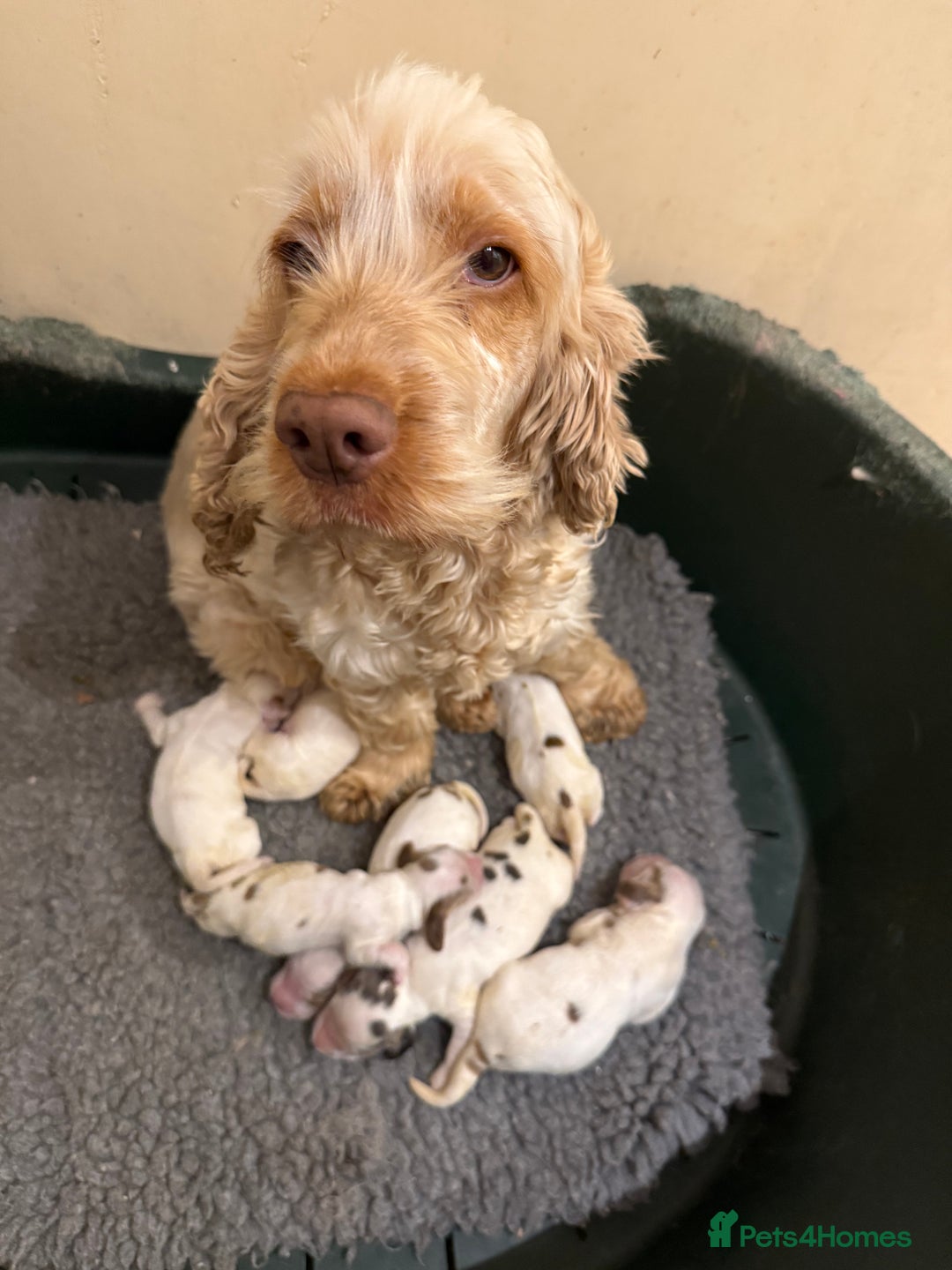Cocker Spaniel dogs for sale: **Available now** show line cocker spaniels  - Image 7